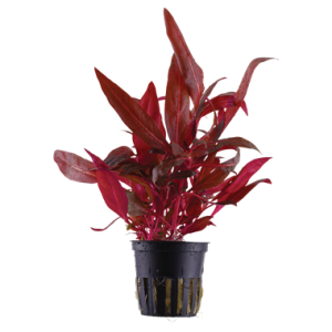 Alternanthera Reinekii Rosanervig