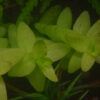 Bacopa Caroliniana