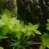 Bacopa Caroliniana (2)