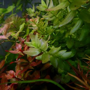 Bacopa Caroliniana (3)