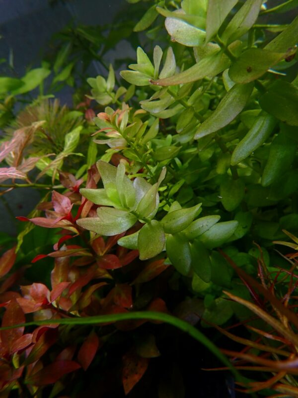 Bacopa Caroliniana (3)
