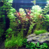 Cabomba Green 1