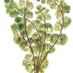 Cabomba Green