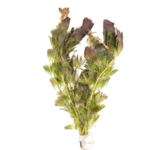 Cabomba Red