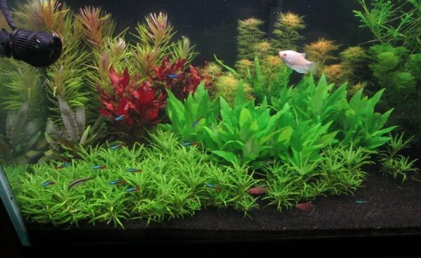 Corymbosa Stricta Scape
