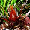 Cryptocoryne Red