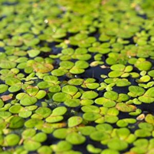 Duckweed Small
