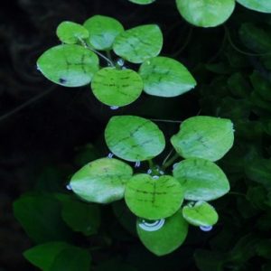 Frogbits