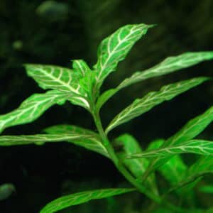 Hygrophila Polysperma Green 2