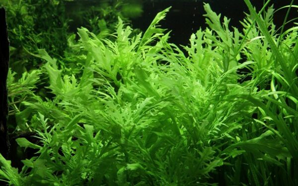 Hygrophila Difformis