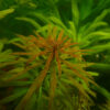 Inclinata 'cuba' (2)