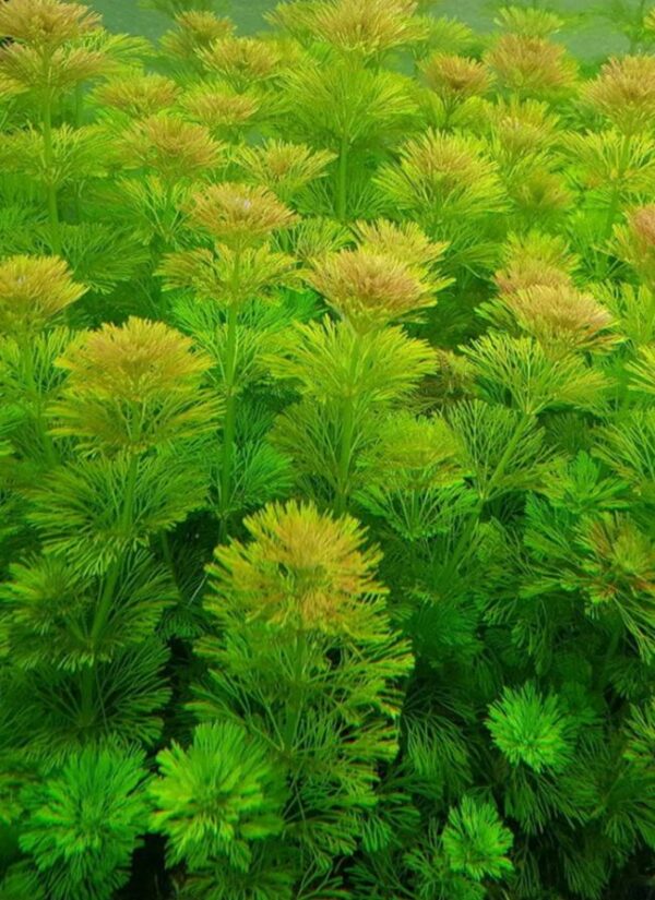 Limnophila Sessiliflora Ambulia