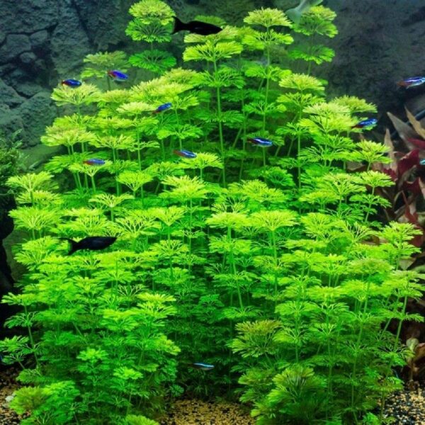 Limnophila Sessiliflora Scape