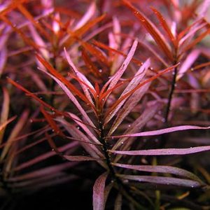 Ludwigia Arcuata needle leaf pink 2