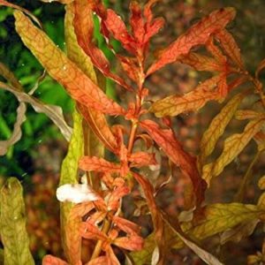 Ludwigia Inclinata Red 1