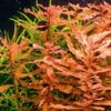 Ludwigia Inclinata Red