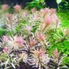 Ludwigia White