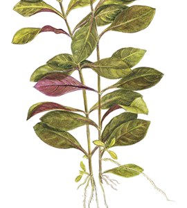 Ludwigia Red