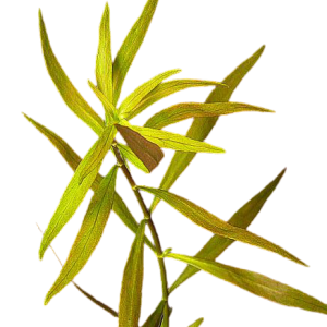 Ludwigiabrevipes