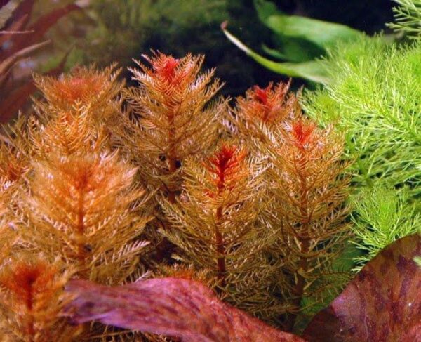 Myriophyllum Tuberculatum