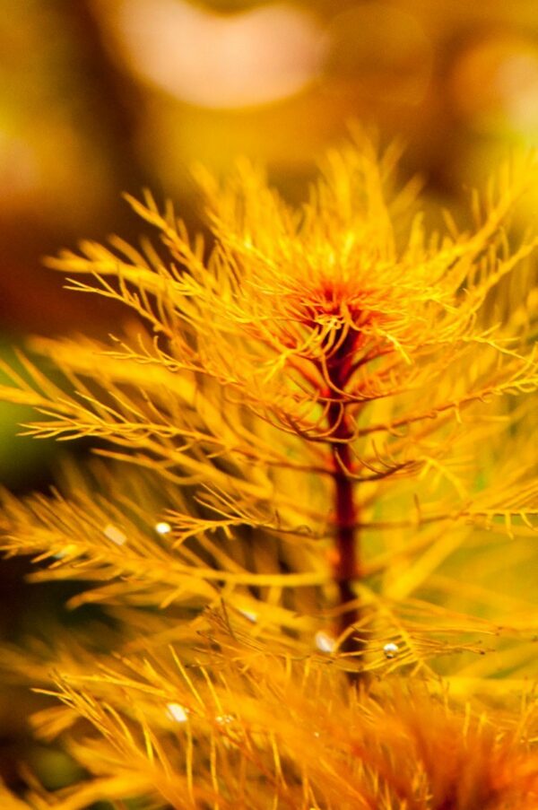 Myriophyllum Tuberculatum zoom