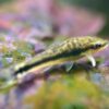 Otocinclus 1