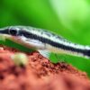 Otocinclus