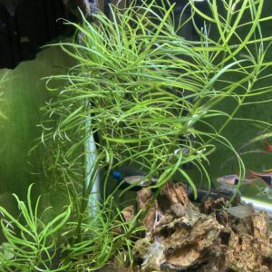 Pogostemon Stellatus