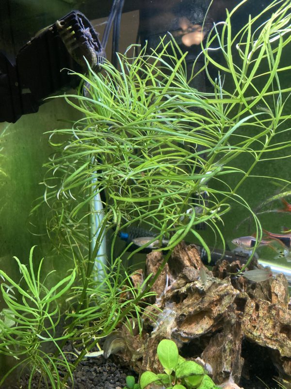 Pogostemon Stellatus
