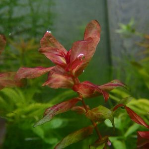 Rotala Macrandra Type 3 (2)