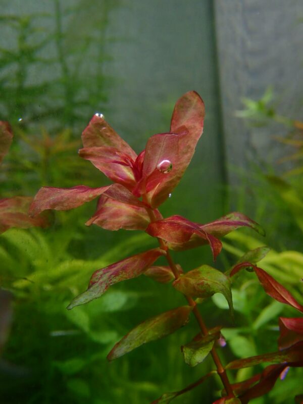 Rotala Macrandra Type 3 (2)