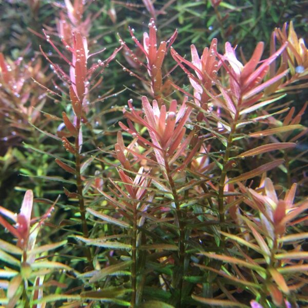 Rotala Pink Singapore