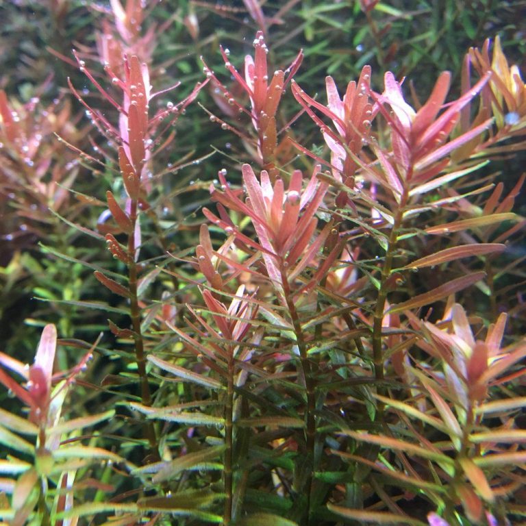 Singaporean Rotala Pink for Sale Aqua Plants Manila, Philippines