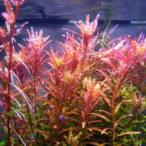 Rotala Pink Singapore