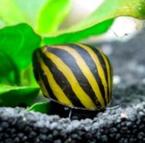Zebra Nerite Snail