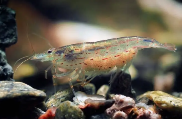 Amano 2