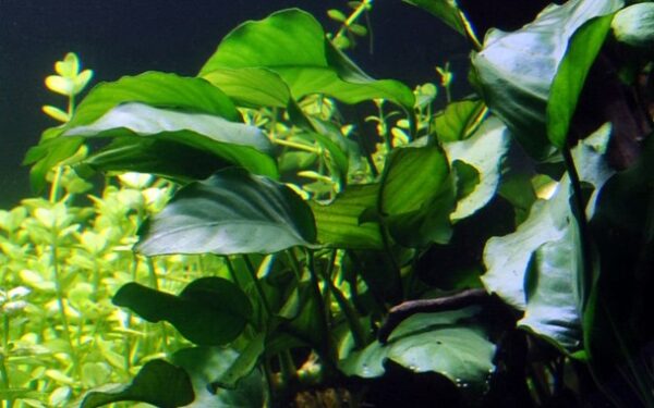 Anubias Barteri 1