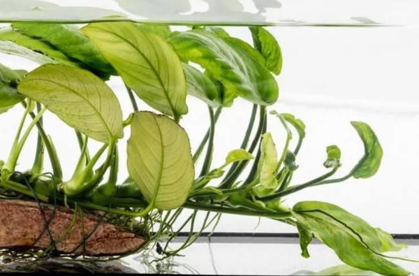Anubias Nana 1