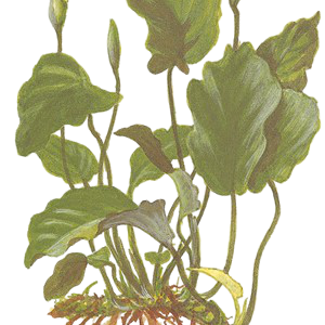 Anubias Barteri