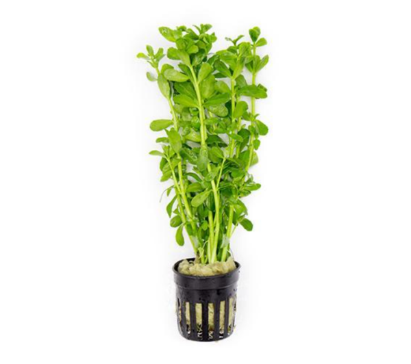 Bacopa Monierri
