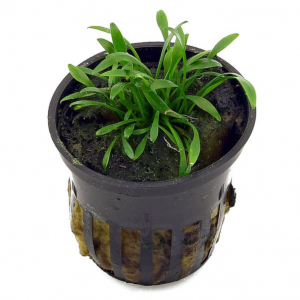 Cryptocoryne Parva 2