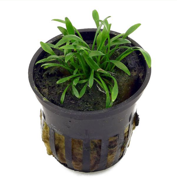 Cryptocoryne Parva 2
