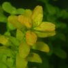 Cuphea Anagalloidea