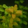 Cuphea Anagalloidea (2)