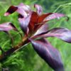 Glandulosa `