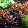 Glandulosa 2