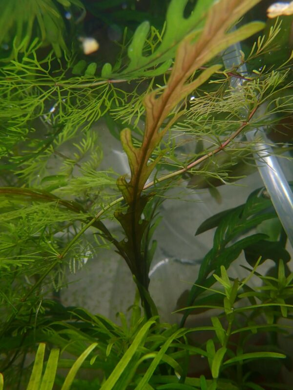 Hygrophila Pinnatifida (2)