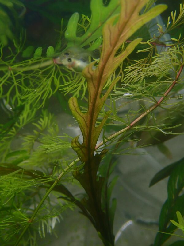 Hygrophila Pinnatifida (3)