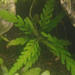 Hygrophila Pinnatifida