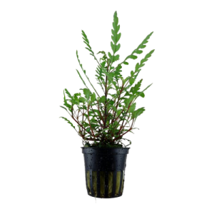 Hygrophila Pinnatifida